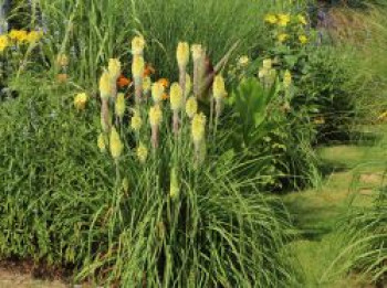 Fackellilie &#8218;Green Jade&#8216;, Kniphofia uvaria &#8218;Green Jade&#8216;, Topfware