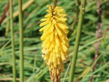 Fackellilie 'Lemon Popsicle' ®, Kniphofia uvaria 'Lemon Popsicle' ®, Topfware