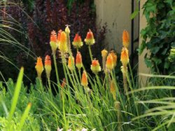 Fackellilie, Kniphofia uvaria, Topfware