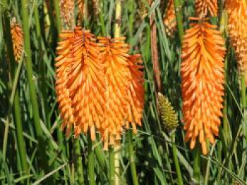 Fackellilie 'Mango Popsicle' ®, Kniphofia uvaria 'Mango Popsicle' ®, Topfware