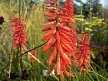 Fackellilie 'Nancy's Red', Kniphofia uvaria 'Nancy's Red', Topfware