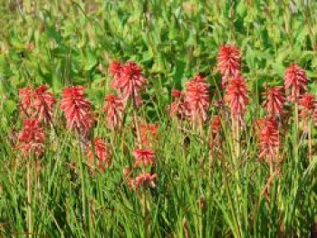 Fackellilie 'Poco Red', Kniphofia uvaria 'Poco Red', Containerware