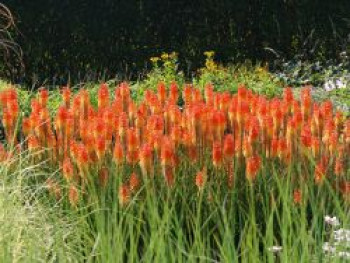 Fackellilie Pyromania 'Backdraft', Kniphofia Pyromania 'Backdraft', Topfware