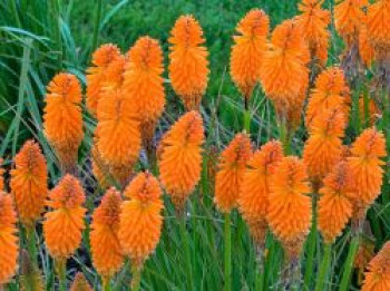 Fackellilie Pyromania 'Orange Blaze', Kniphofia Pyromania 'Orange Blaze', Topfware