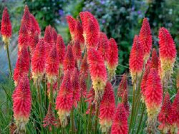 Fackellilie Pyromania &#8218;Rocket&#8217;s Red Glare&#8216;, Kniphofia Pyromania &#8218;Rocket&#8217;s Red Glare&#8216;, Topfware