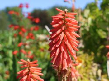 Fackellilie 'Red Hot Popsicle' ®, Kniphofia uvaria 'Red Hot Popsicle' ®, Topfware