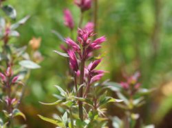 Fadenblatt-Riesen-Ysop 'Rosie Posie', Agastache rupestris 'Rosie Posie', Topfware