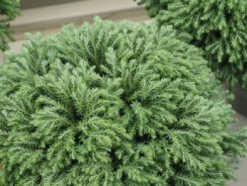 Fadenzypresse 'MINTA' ®, 20-30 cm, Chamaecyparis pisifera 'MINTA' ®, Containerware