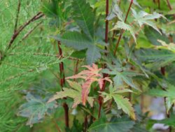 Fächer-Ahorn 'Brown Sugar', 40-60 cm, Acer palmatum 'Brown Sugar', Containerware