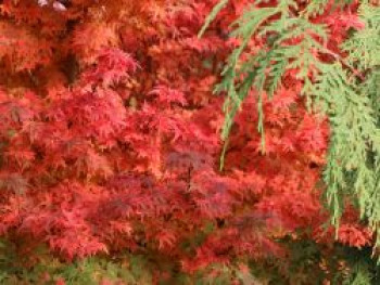 Fächer-Ahorn 'Coonara Pygmy', 40-60 cm, Acer palmatum 'Coonara Pygmy', Containerware