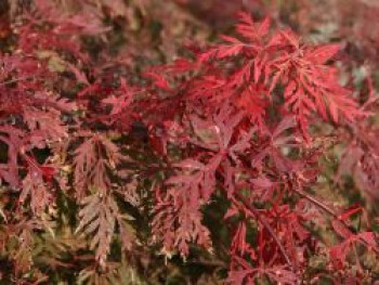 Fächer-Ahorn &#8218;Orangeola&#8216;, 40-60 cm, Acer palmatum &#8218;Orangeola&#8216;, Containerware