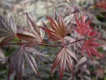 Fächer-Ahorn &#8218;Pung Kil&#8216;, 40-50 cm, Acer palmatum &#8218;Pung Kil&#8216;, Containerware