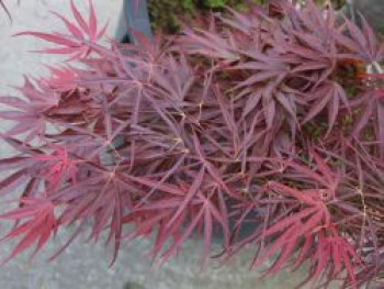 Fächer-Ahorn &#8218;Red Pygmy&#8216;, 30-40 cm, Acer palmatum &#8218;Red Pygmy&#8216;, Containerware