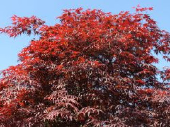 Fächer-Ahorn 'Roter Stern', 30-40 cm, Acer palmatum 'Roter Stern', Containerware