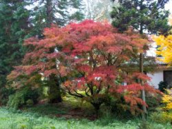 Fächer-Ahorn 'Seiryu', 100-150 cm, Acer palmatum 'Seiryu', Containerware