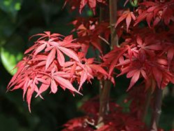 Fächer-Ahorn &#8218;Shaina&#8216;, 30-40 cm, Acer palmatum &#8218;Shaina&#8216;, Containerware