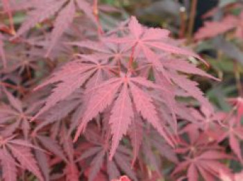 Fächer-Ahorn 'Sumi-nagashi', 60-80 cm, Acer palmatum 'Sumi-nagashi', Containerware