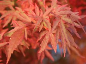 Fächer-Ahorn &#8218;Tennyo no hoshi&#8216;, 40-60 cm, Acer palmatum &#8218;Tennyo no hoshi&#8216;, Containerware