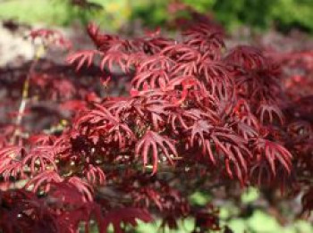 Fächer-Ahorn 'Trompenburg', 100-125 cm, Acer palmatum 'Trompenburg', Containerware