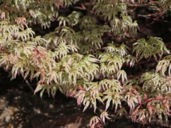 Fächer-Ahorn &#8218;Ukigumo&#8216;, 40-60 cm, Acer palmatum &#8218;Ukigumo&#8216;, Containerware