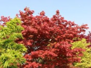 Fächer-Ahorn 'Yugure', 30-40 cm, Acer palmatum 'Yugure', Containerware