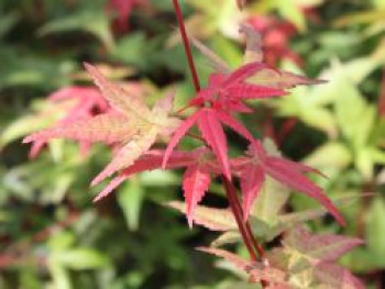 Fächerahorn 'Beni-maiko', 10-20 cm, Acer palmatum 'Beni-maiko', Topfware