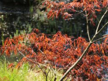 Fächerahorn 'Enkan', 30-40 cm, Acer palmatum 'Enkan', Containerware