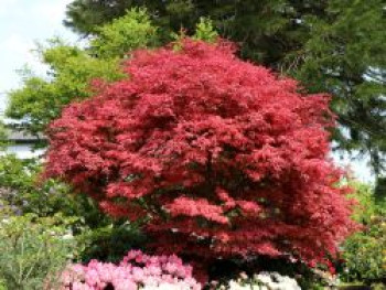 Fächerahorn 'Firecracker', Stamm 120 cm, 140-190 cm, Acer palmatum 'Firecracker', Stämmchen