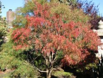 Fächerahorn &#8218;Koto-no-ito&#8216;, 20-30 cm, Acer palmatum &#8218;Koto-no-ito&#8216;, Containerware