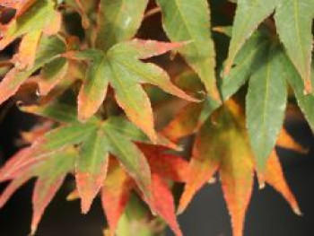 Fächerahorn 'Little Mikawa', 25-30 cm, Acer palmatum 'Little Mikawa', Containerware