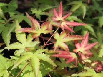 Japanischer Fächerahorn 'Little Princess', 10-20 cm, Acer palmatum 'Little Princess', Topfware