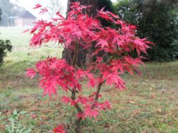 Fächerahorn &#8218;Nicholsonii&#8216;, 30-40 cm, Acer palmatum &#8218;Nicholsonii&#8216;, Containerware