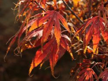 Fächerahorn 'Oregon Sunset', 30-40 cm, Acer palmatum 'Oregon Sunset', Containerware