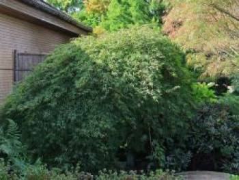 Fächerahorn 'Palmatifidum', 40-50 cm, Acer palmatum 'Palmatifidum', Containerware