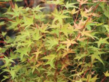 Fächerahorn &#8218;Phoenix&#8216;, 40-60 cm, Acer palmatum &#8218;Phoenix&#8216;, Containerware