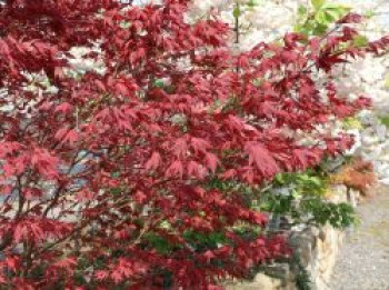 Fächerahorn &#8218;Purple Ghost&#8216;, 30-40 cm, Acer palmatum &#8218;Purple Ghost&#8216;, Containerware