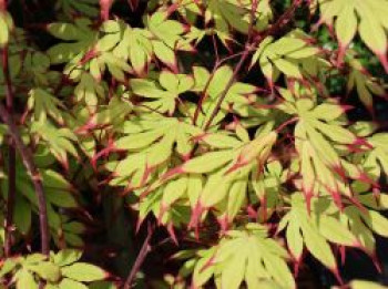 Fächerahorn &#8218;Red Nails&#8216;, 40-50 cm, Acer palmatum &#8218;Red Nails&#8216;, Containerware