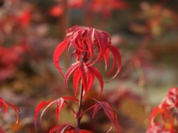 Fächerahorn &#8218;Royle&#8216;, 30-40 cm, Acer palmatum &#8218;Royle&#8216;, Containerware