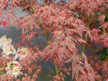 Fächerahorn 'Shirazz', Stamm 60-90 cm, Acer palmatum 'Shirazz', Stämmchen