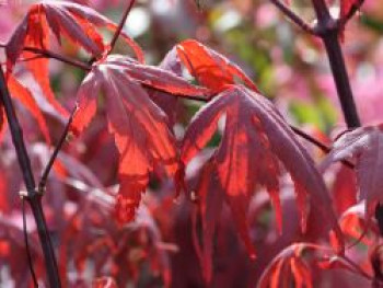 Fächerahorn &#8218;Shojo-nomura&#8216;, 40-60 cm, Acer palmatum &#8218;Shojo-nomura&#8216;, Containerware