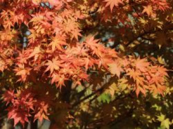 Fächerahorn &#8218;Summer Gold&#8216;, 40-60 cm, Acer palmatum &#8218;Summer Gold&#8216;, Containerware