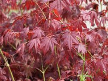 Fächerahorn &#8218;Tsukushi gata&#8216;, 30-40 cm, Acer palmatum &#8218;Tsukushi gata&#8216;, Containerware