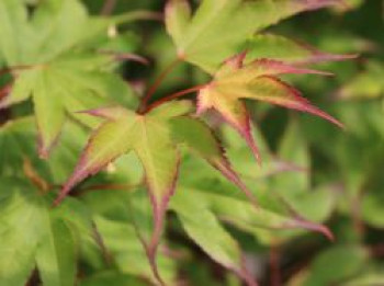 Fächerahorn &#8218;Tsumagaki&#8216;, 40-50 cm, Acer palmatum &#8218;Tsumagaki&#8216;, Containerware