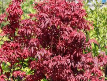 Fächerahorn 'Twombly's Red Sentinel', Stamm 60-70 cm, Acer palmatum 'Twombly's Red Sentinel', Stämmchen