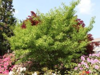 Fächerblattbaum &#8218;Saratoga&#8216;, 60-80 cm, Ginkgo biloba &#8218;Saratoga&#8216;, Containerware