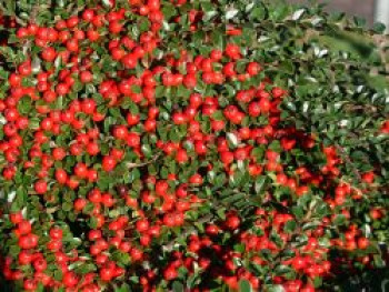 Fächerzwergmispel, 20-30 cm, Cotoneaster horizontalis, Containerware