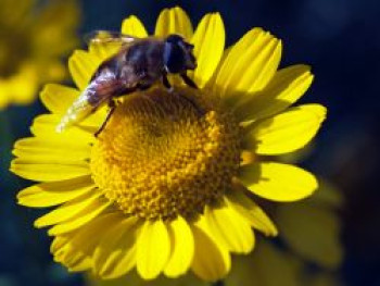 Färber-Hundskamille, Anthemis tinctoria, Topfware