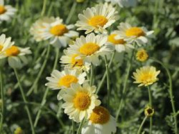 Färber-Hundskamille &#8218;Sauce Hollandaise&#8216;, Anthemis tinctoria &#8218;Sauce Hollandaise&#8216;, Topfware