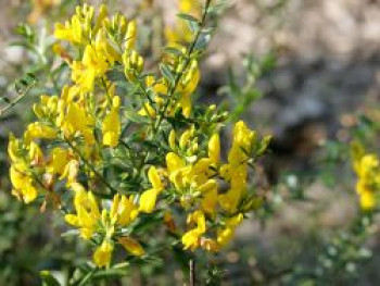 Färberginster, 20-30 cm, Genista tinctoria, Containerware