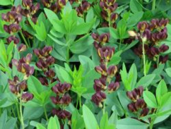 Färberhülse 'Chocolate Chip', Baptisia x cultorum 'Chocolate Chip', Topfware